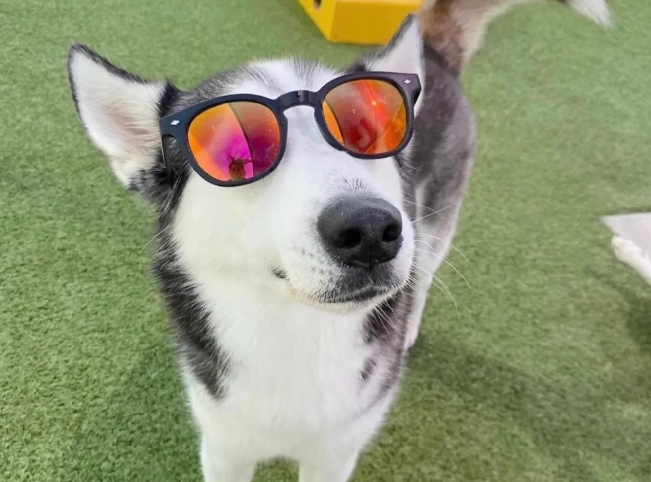 Ares, a Siberian husky, wearing orange mirrored sunglasses on bright green turf.